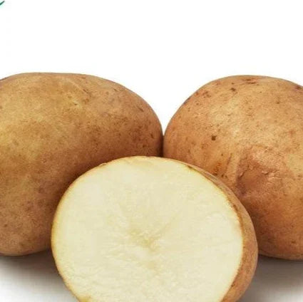 Rocket sättpotatis