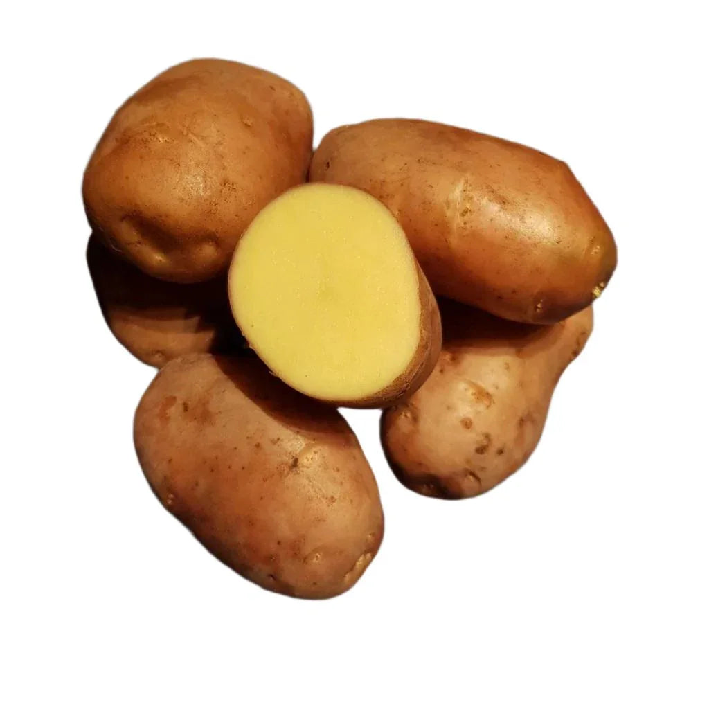 Silla sättpotatis